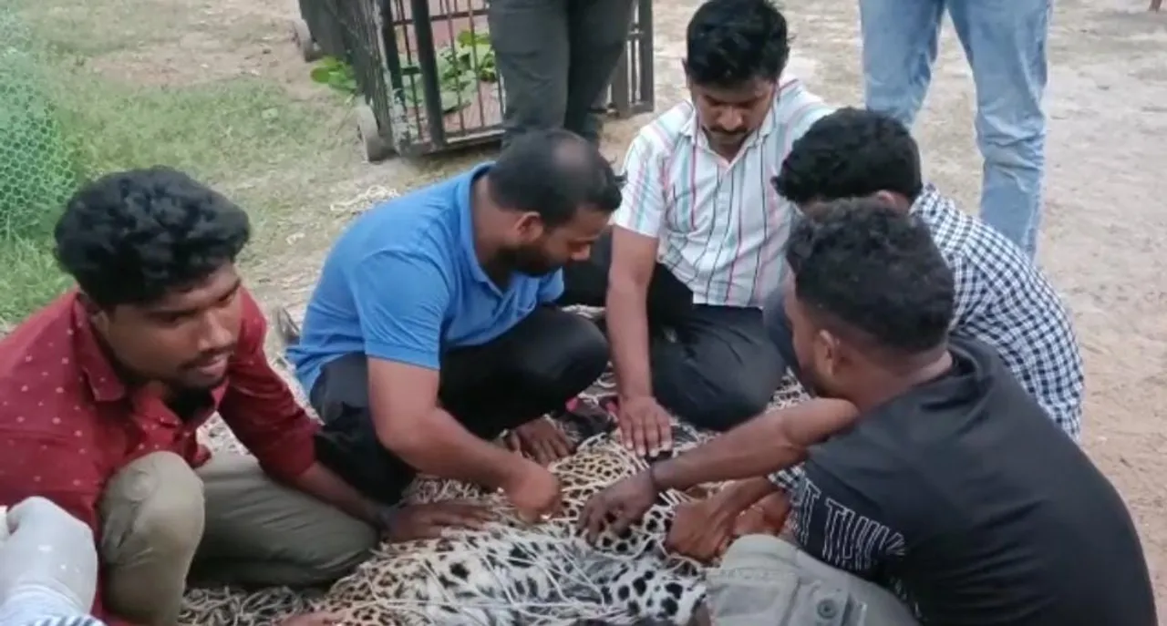  Rescued leopard dies during treatment in Odisha's Nuapada