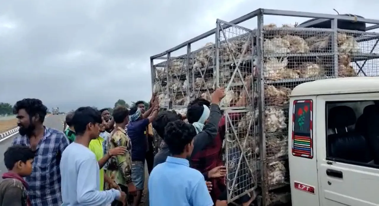  Watch: Locals steal chickens from pickup van as vehicle overturns in Odisha's Nuapada