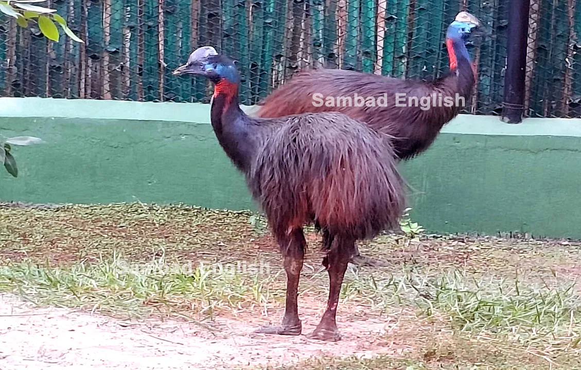  Odisha’s Nandankanan zoo gets 2 new guests under animal exchange programme
