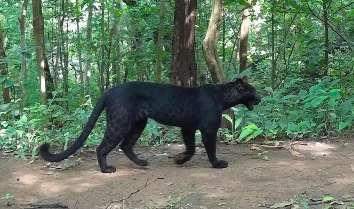  Black leopard sighted in Odisha forest