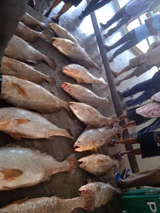  Big catch! Odisha fishermen net Telia Borei fish worth Rs 25 lakh