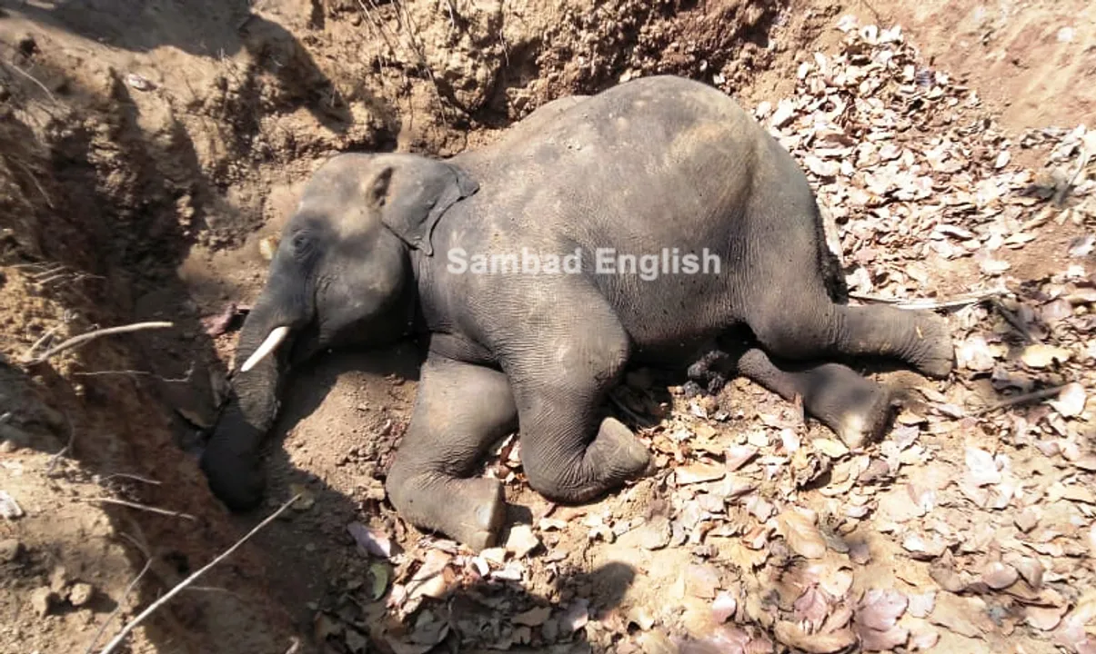  Elephant calf found dead in Hadagarh wildlife sanctuary in Odisha’s Keonjhar; probe on