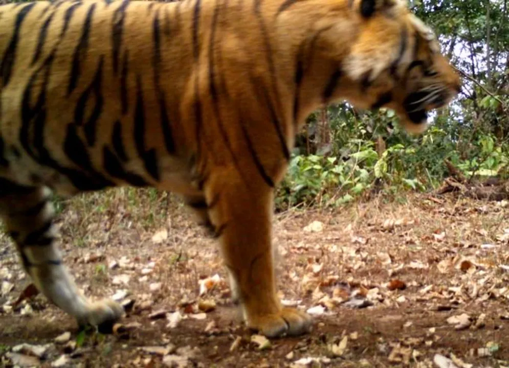  Tiger From Central Indian Landscape Travels Across 3 States To Reach Odisha’s Similipal