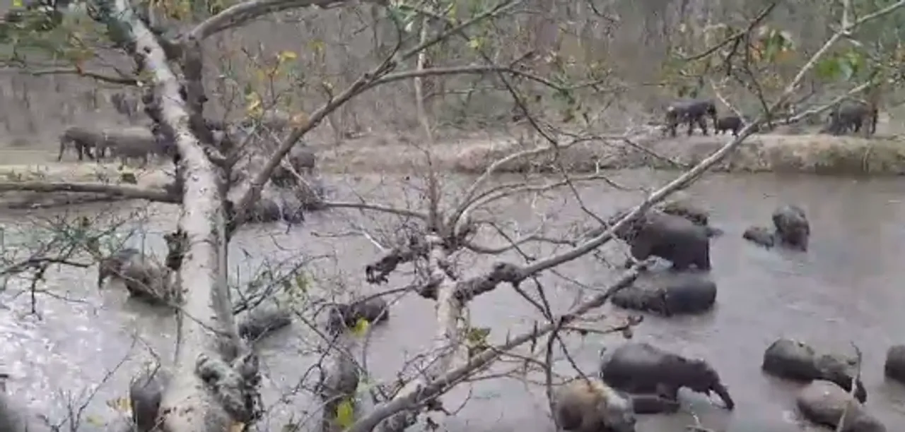  Elephants cool themselves off in pond inside Odisha forest; video goes viral