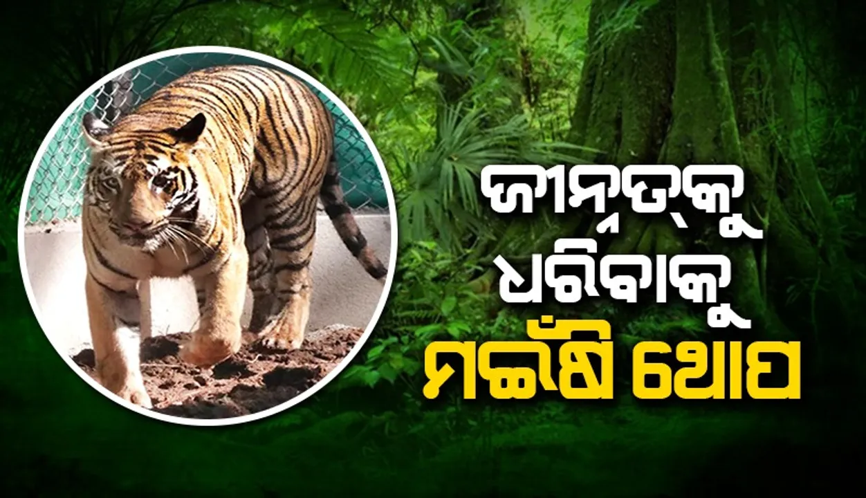  ଝାଡ଼ଖଣ୍ଡ ଜଙ୍ଗଲରେ ବୁଲୁଛି ଜୀନ୍ନତ୍‌; ଉଦ୍ଧାର ପାଇଁ ଉଦ୍ୟମ ଜାରି