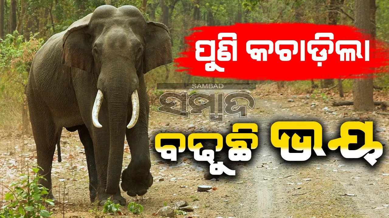  Elephant in Jujumura of Sambalpur Photograph: (Sambad ) 