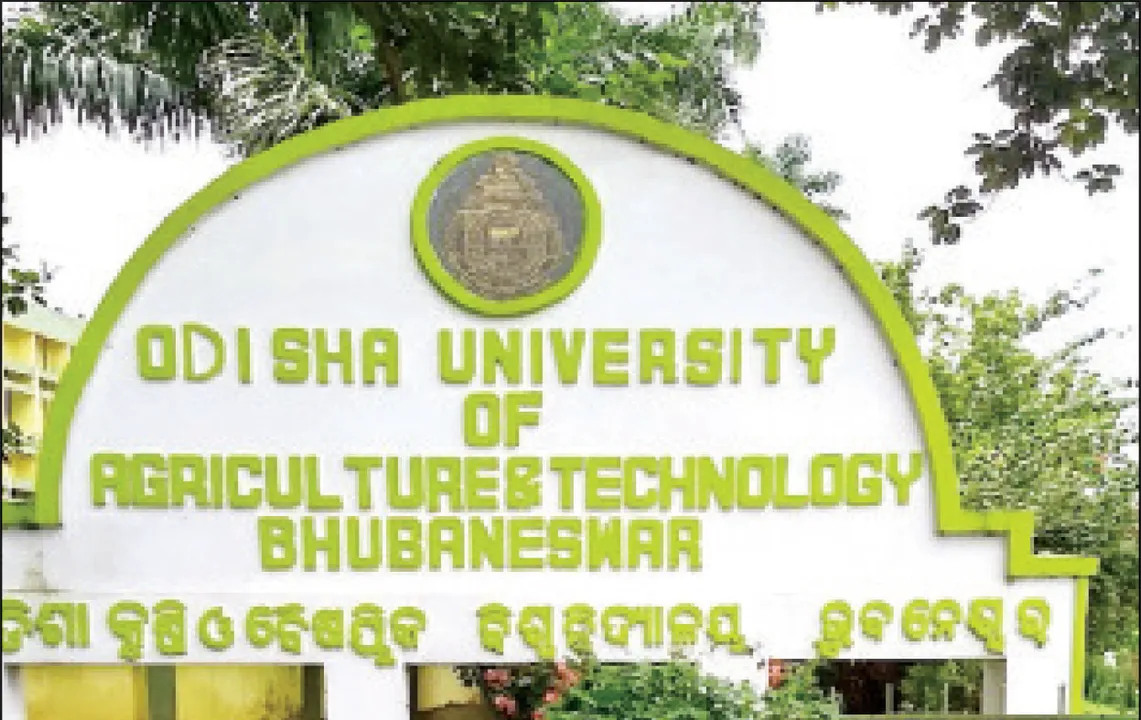  ଓୟୁଏଟିକୁ ପଙ୍ଗୁ କରିଦେବେ: ଆଳୁ ଗବେଷଣା ଜମି ନେଇଗଲେ, ଧାନ ଜମିରେ ହେଉଛି ଆଳୁ ଗବେଷଣା