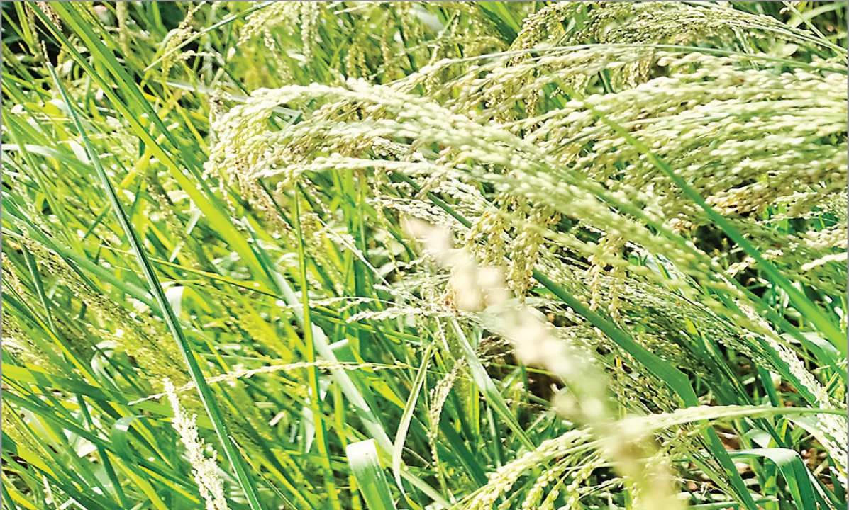  ମିଲେଟ୍‌ ମିସନ୍‌ରେ କେବେ ସାମିଲ ହେବ କନ୍ଧମାଳର କୁଇରି? ଖାଦ୍ୟମୂଲ୍ୟ ଓ ପୋଷକ ତତ୍ତ୍ବ ଉଚ୍ଚମାନର