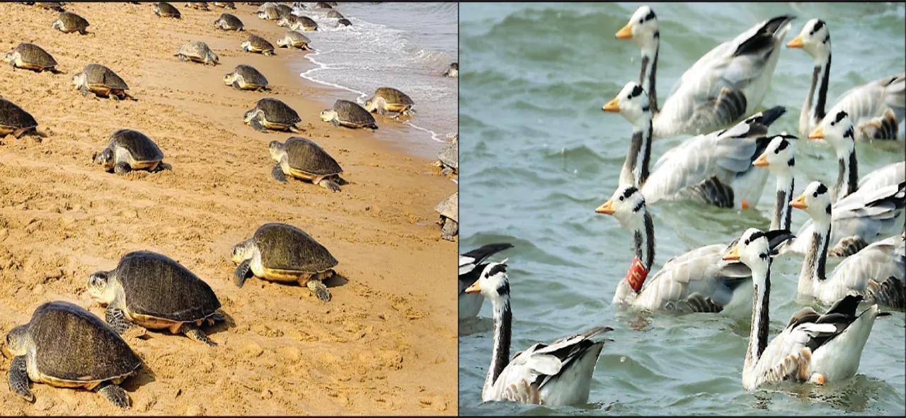  ଜୈବ ବିବିଧତାର ଉତ୍କର୍ଷ କ୍ଷେତ୍ର ଋଷିକୁଲ୍ୟା ମୁହାଣ: କଇଁଛ, ବି‌ଦେଶୀ ପକ୍ଷୀ ଯୋଗୁଁ ମିଳିଛି ଅନ୍ତର୍ଜାତୀୟ ପରିଚୟ