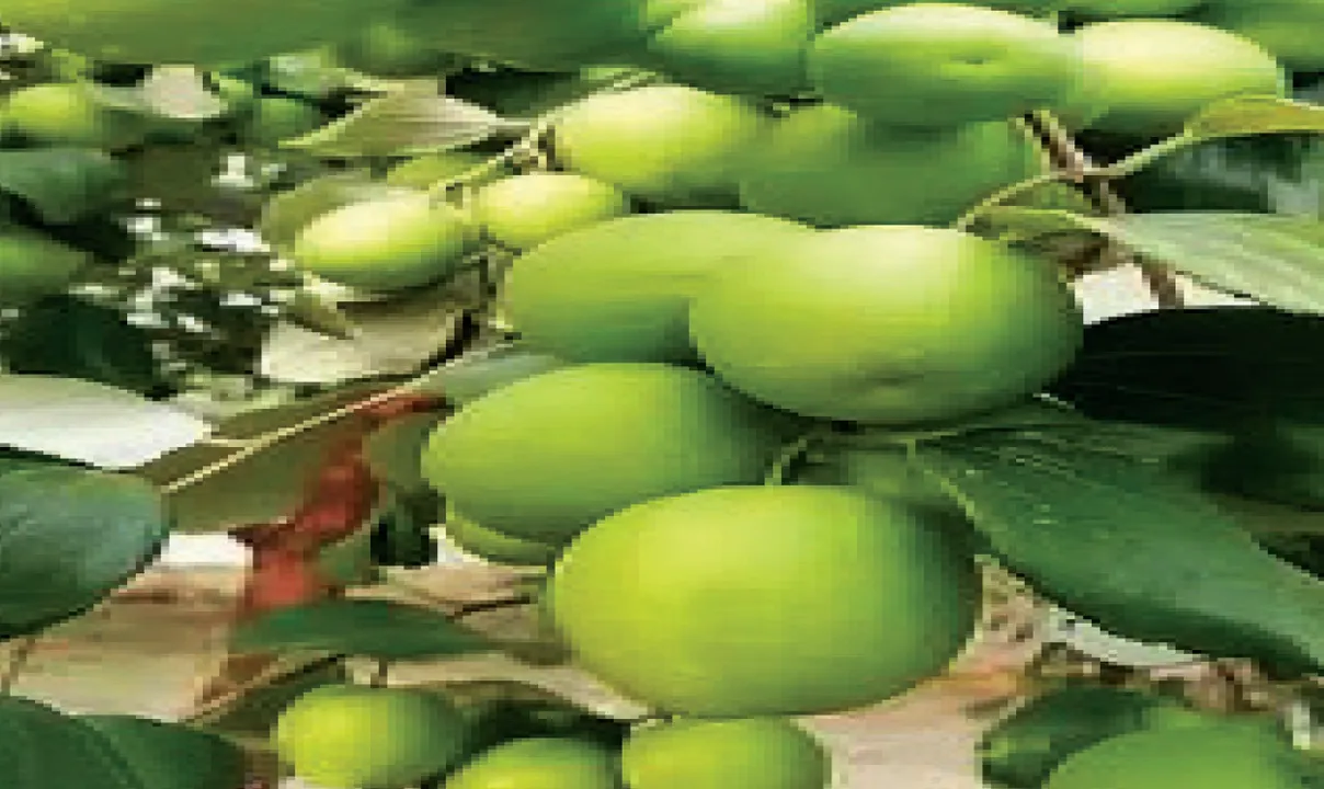  ସୁଭାଷିତ: ଯେଉଁଠି କୋଳି ସେଇଠି ବି କଣ୍ଟା!