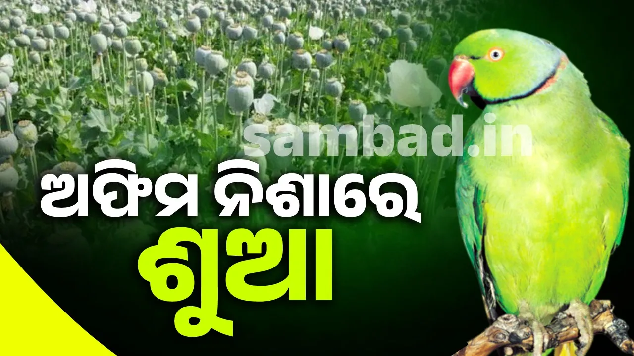  parrot Caught in the net of opium addiction: Farmers worried Photograph: (sambad.in) 