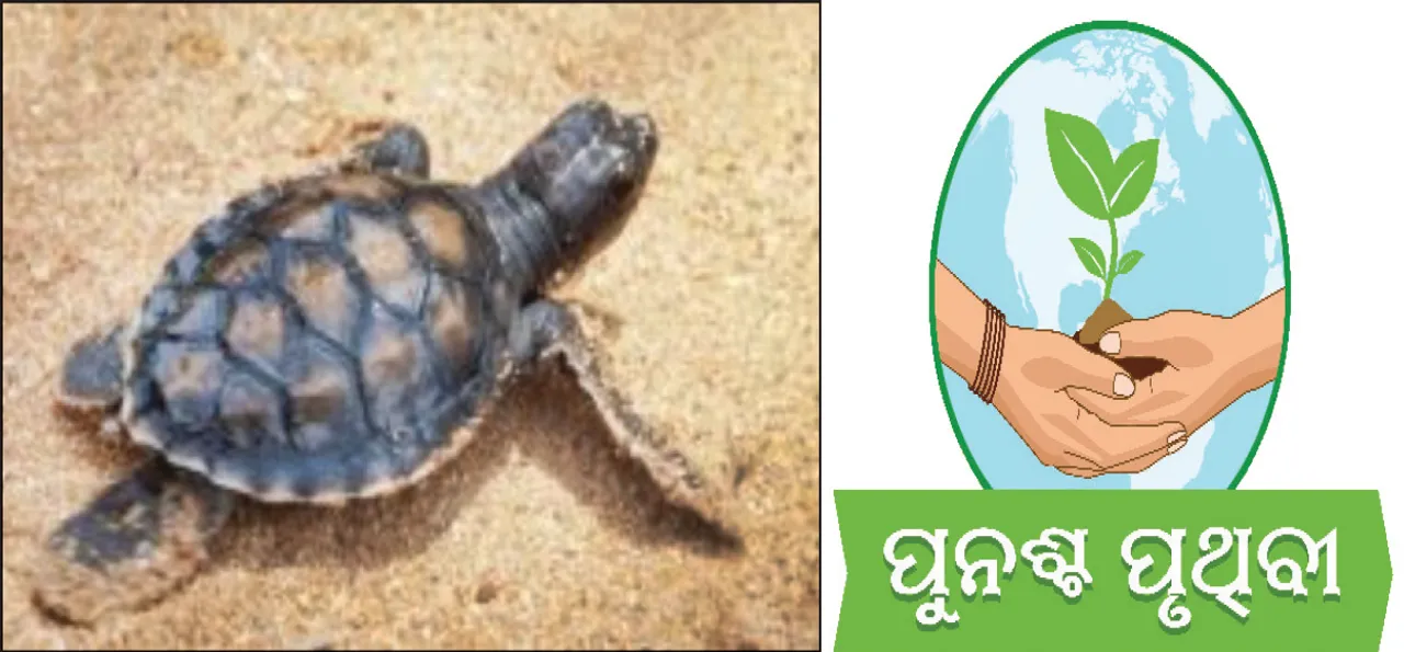  ଅଲିଭ୍‌ ରିଡ୍‌ଲେଙ୍କ ଉପରେ ଜଳବାୟୁ ପରିବର୍ତ୍ତନର ପ୍ରଭାବ: ଗହୀରମଥାକୁ ମୁହଁ ମୋଡ଼ିଲେ!