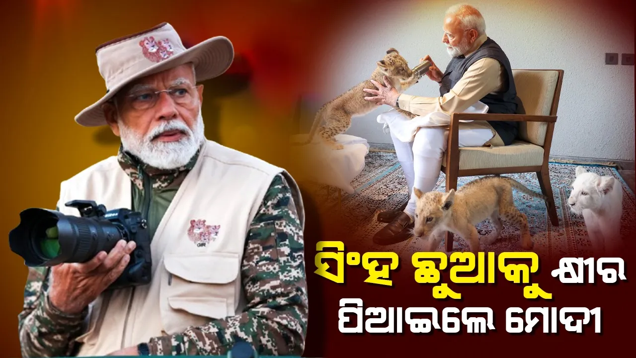  ସିଂହ ଛୁଆକୁ ଆଦର କରି କୋଳ‌ରେ ବସାଇ କ୍ଷୀର ପିଆଇଲେ ମୋଦୀ