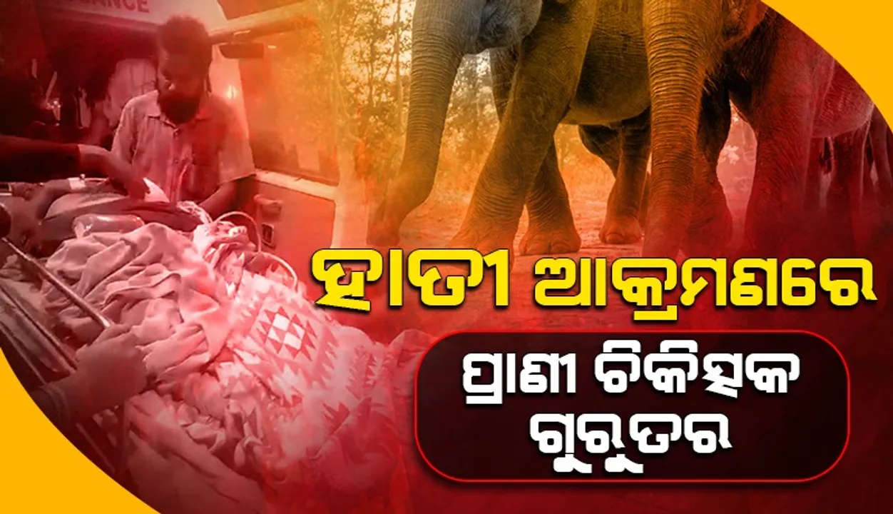  ହାତୀ ଚିକିତ୍ସା କରିବାକୁ ଯାଇ ଅନ୍ୟ ଏକ ହାତୀ ଆକ୍ରମଣରେ ଚିକିତ୍ସକ ଗୁରୁତର