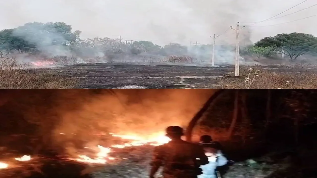  Forest is burning in Sundargarh Photograph: (sambad.in) 