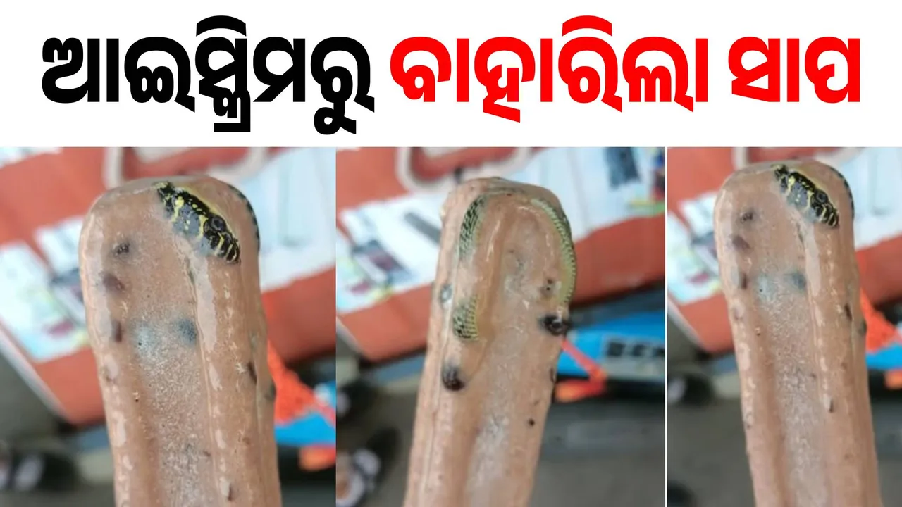 ଆଇସ୍କ୍ରିମରୁ ବାହାରିଲା ସାପ, ଆଶ୍ଚର୍ଯ୍ୟ ହେଲେ ବି କଥାଟି ସତ...