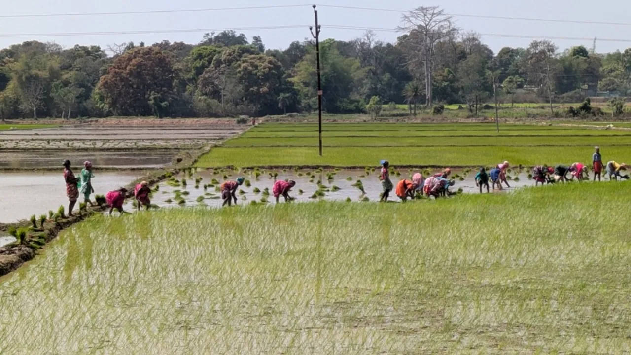  Rabi paddy cultivation in 20,000 hectares: Rua has begun Photograph: (sambad.in) 