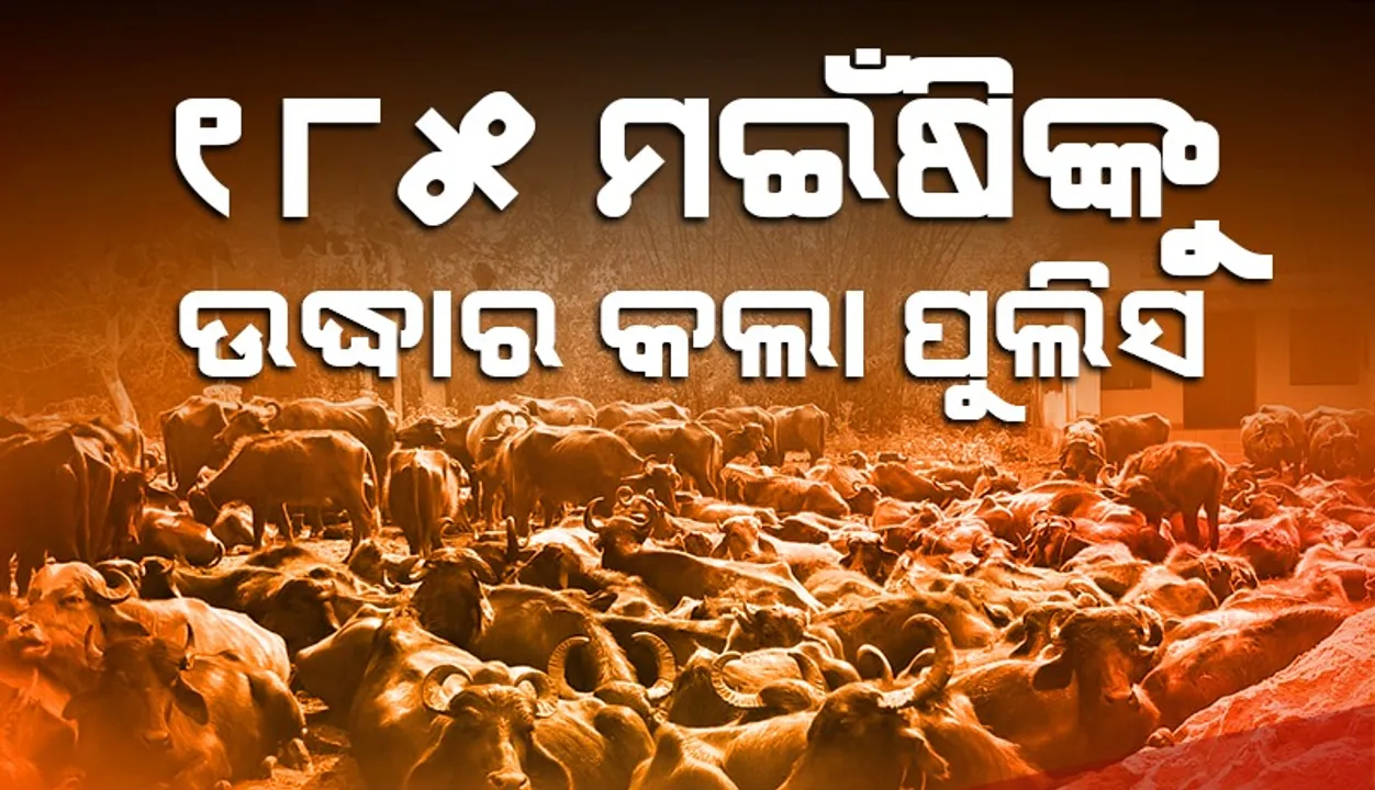  ପଶ୍ଚିମବଙ୍ଗକୁ ଚାଲାଣ ବେଳେ ୧୮୫ ମଇଁଷିଙ୍କୁ ଉଦ୍ଧାର କଲା ମୋରଡ଼ା ପୁଲିସ, ୬ ଗୋଚାଲାଣକାରୀ ଅଟକ