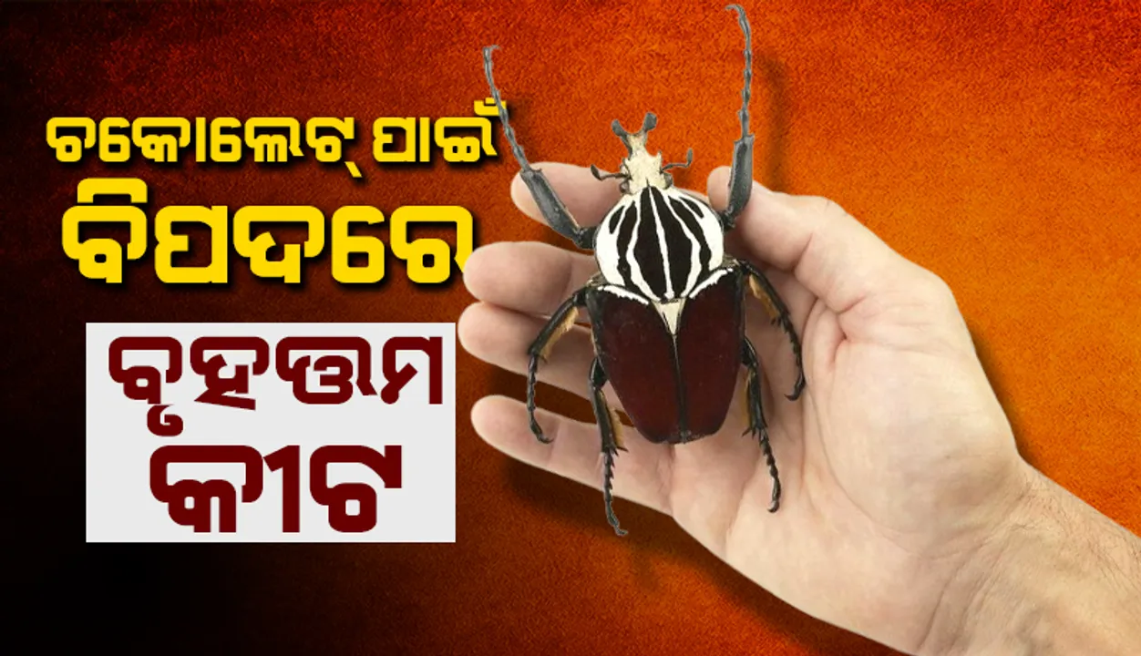  ଚକୋଲେଟ୍‌ ପାଇଁ ବିପଦରେ ବୃହତ୍ତମ କୀଟ