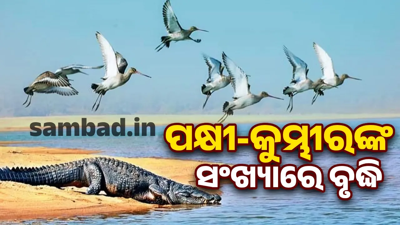  Record number of birds in the state is over 2.34 million: Forest Minister Photograph: (sambad.in) 
