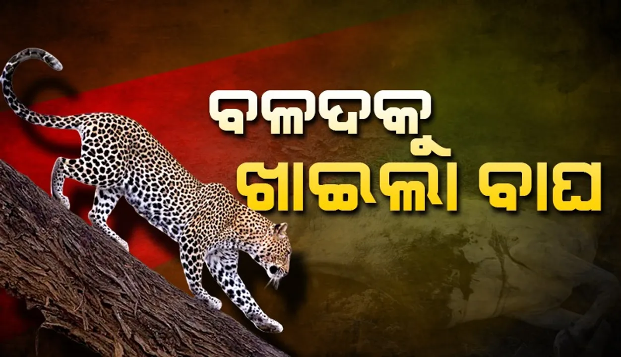  ପୁଣି ନୂଆପଡ଼ାରେ ମାତିଲା କଲରାପତରିଆ ବାଘ, ବଳଦକୁ ମାରି ଖାଇଲା