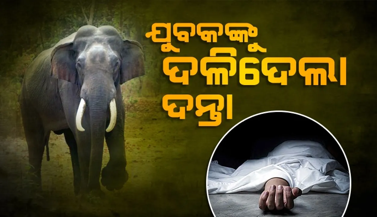  ସପ୍ତାହେ ନବିତୁଣୁ ବନ୍ତଳା ଅଞ୍ଚଳରେ ପୁଣି ମାରିଲା ହାତୀ