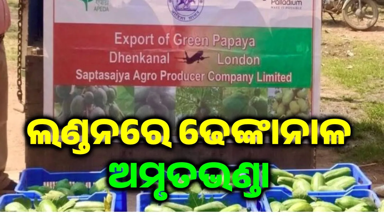  Dhenkanal's Green Papaya  Export to London Photograph: (sambad.in) 