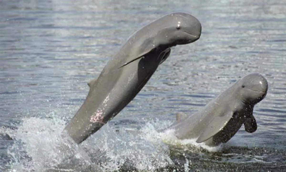  Photograph: ( India's Endangered -) 
