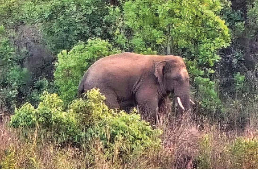  ଦନ୍ତାକୁ ଟ୍ରାଙ୍କୁଲାଇଜ୍‌: ପୁଣି ପାତ୍ରପଡ଼ା ଆସି ଫସିଲା, ଏମ୍‌ସ ନିକଟ କାଜୁ ଜଙ୍ଗଲରେ ଡେରା ପକାଇଲା