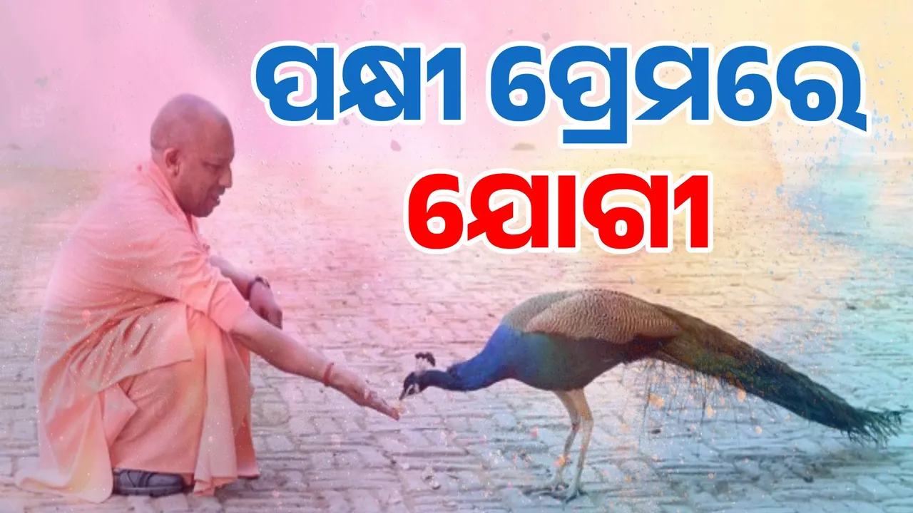 ହୋଲିରେ ଯୋଗୀଙ୍କ ପକ୍ଷୀ ପ୍ରେମ: ଗୋରଖନାଥ ମନ୍ଦିରରେ ପକ୍ଷୀଙ୍କୁ ଖୁଆଇଲେ ଯୋଗୀ
