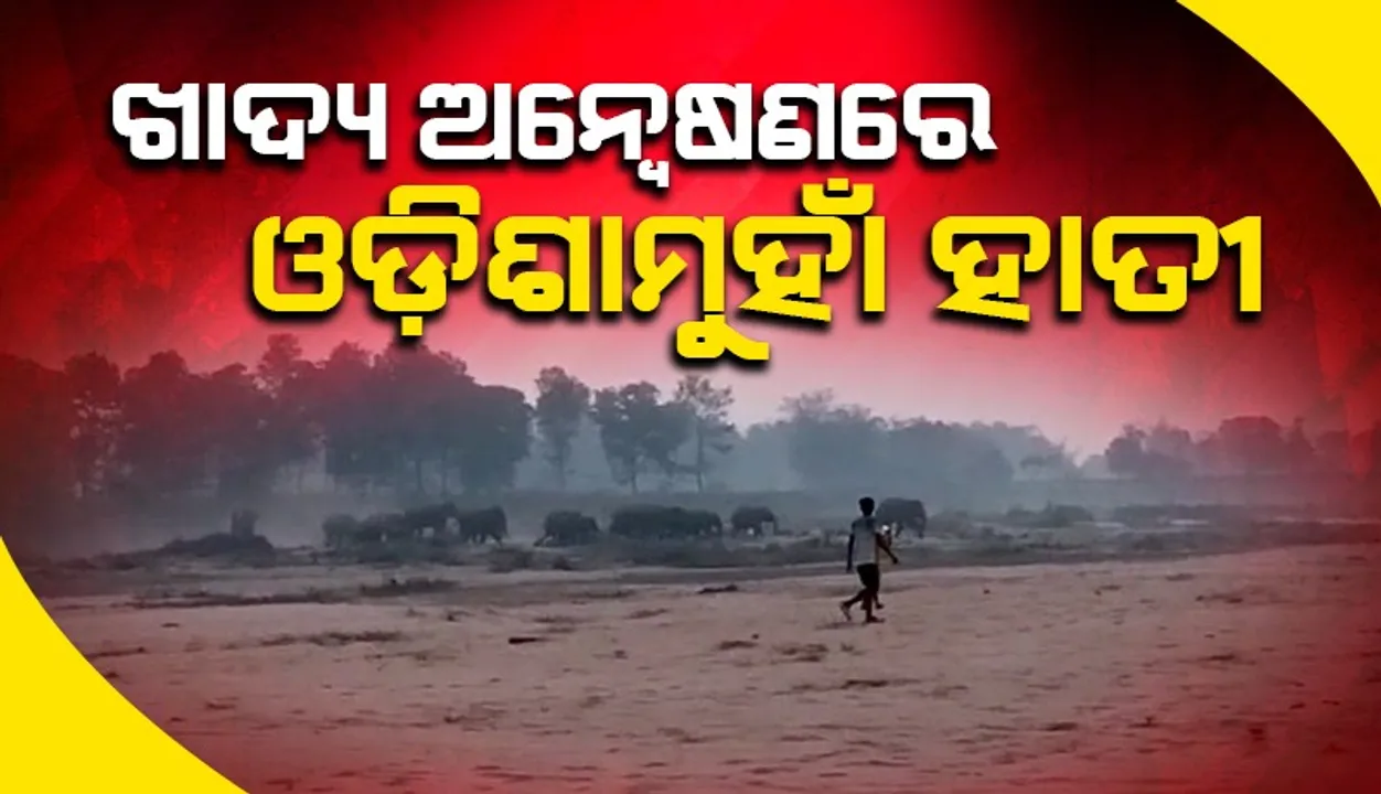  ପଶ୍ଚିମବଙ୍ଗ ସୀମାନ୍ତରେ ଦୁଇଟିକିଆ ୭୫ ହାତୀପଲ: ଚିନ୍ତାରେ ବାଲେଶ୍ଵର ଓ ମୟୂରଭଞ୍ଜ ଡିଭିଜନ ବନାଞ୍ଚଳବାସୀ