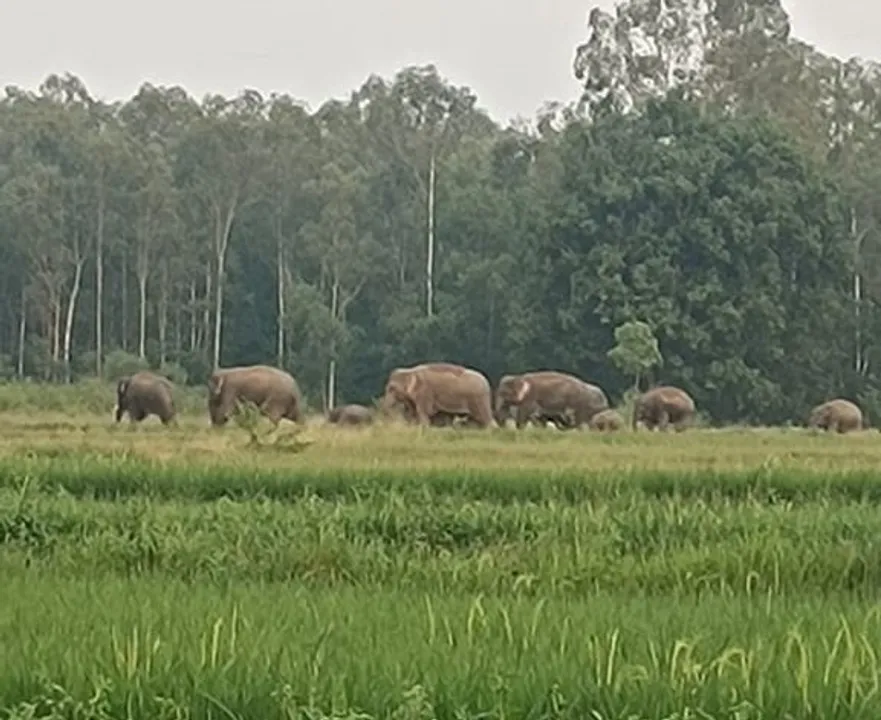  ଦୁଇ ବର୍ଷରେ ଗଲାଣି ୧୯ ହାତୀଙ୍କ ଜୀବନ: ଭୟ ହେଲାଣି ଆଠଗଡ଼ରୁ ଲୋପ ପାଇଯିବେ
