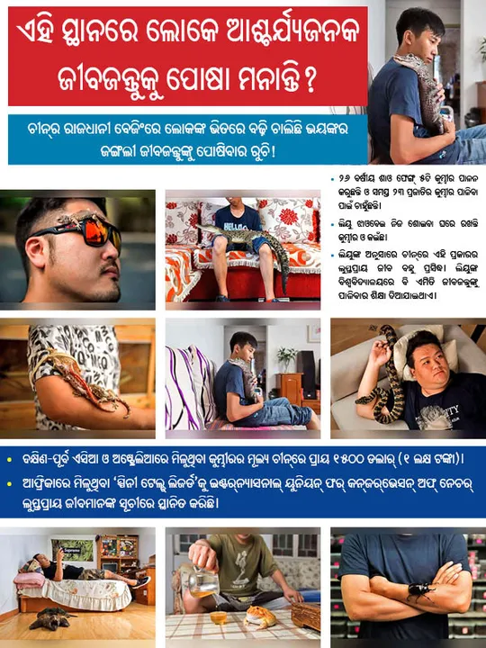  ଏହି ସ୍ଥାନରେ ଲୋକେ ଆଶ୍ଚର୍ଯ୍ୟଜନକ ଜୀବଜନ୍ତୁଙ୍କୁ ପୋଷା ମନାନ୍ତି?