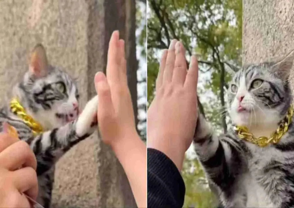 Cat-at-Chinese-Temple-High-Fives-Visitors-Whats-The-Story-Behind-It-