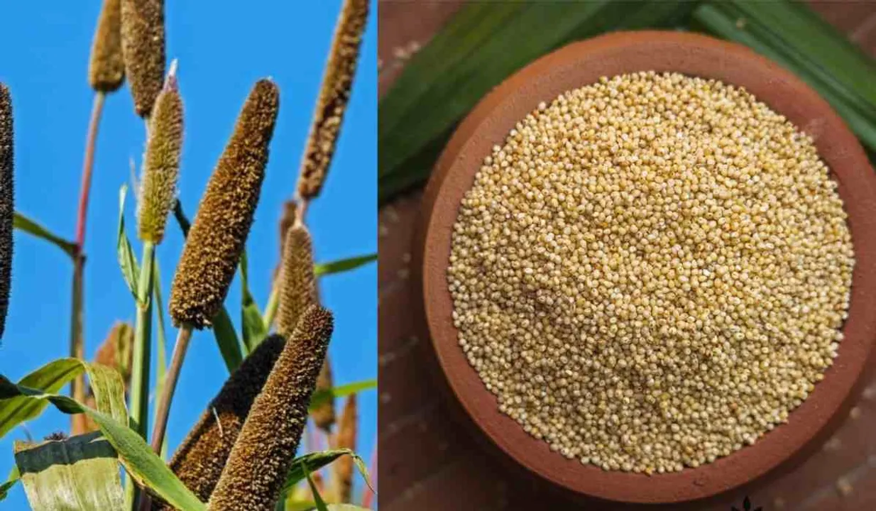 Browntop Millet