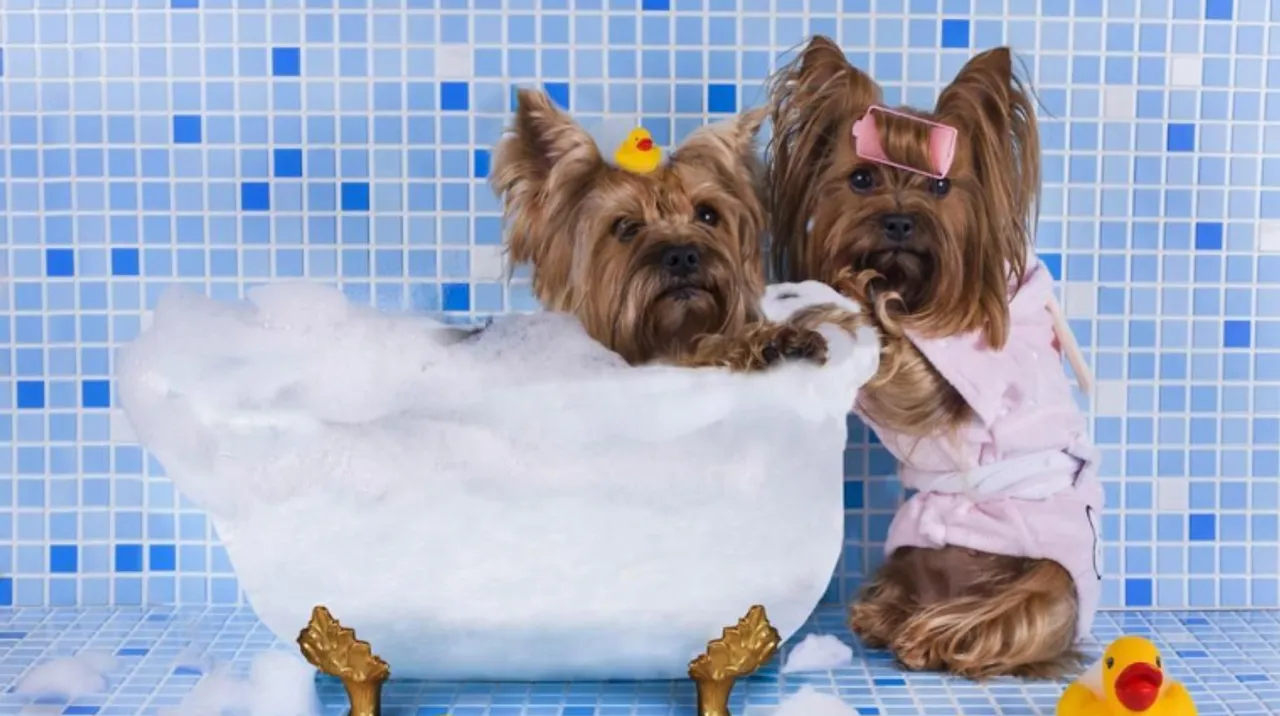 pet grooming salons