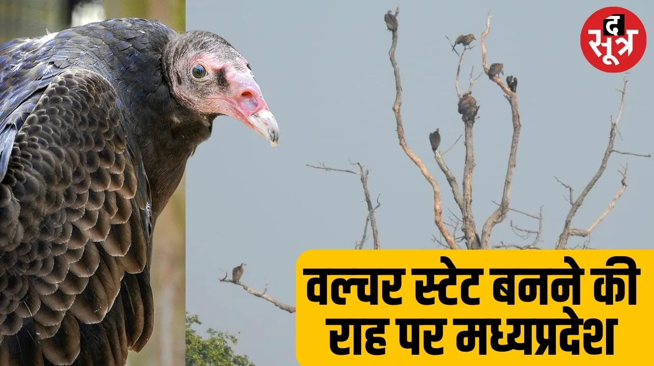 vulture in mp