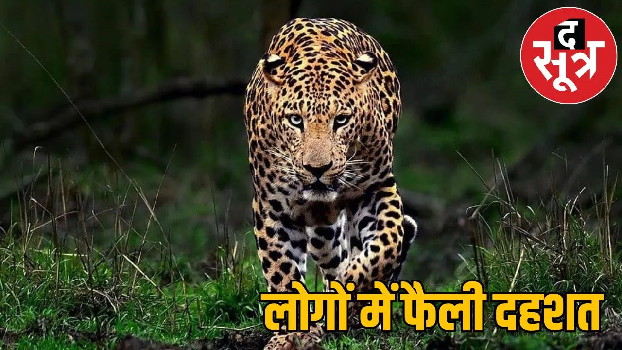 6 leopards seen in a herd in Bastar in kanker