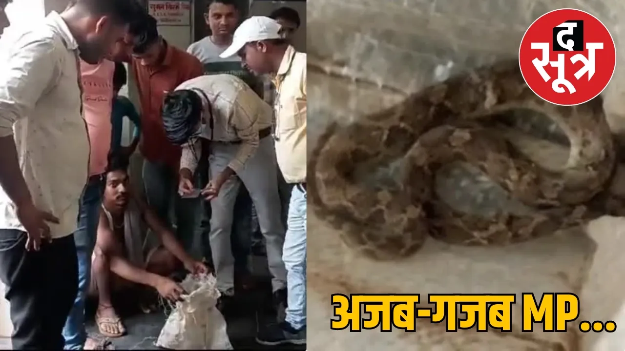 Snake Bite mp news panna district द सूत्र