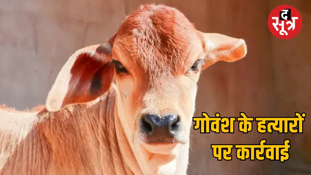 madhya pradesh seoni cow strangled death case cm house द सूत्र