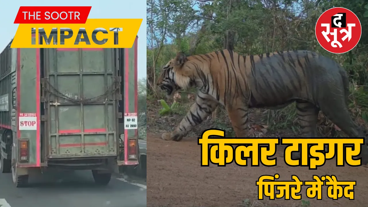 MP Raisen Forest Department successfully caught maneating tiger