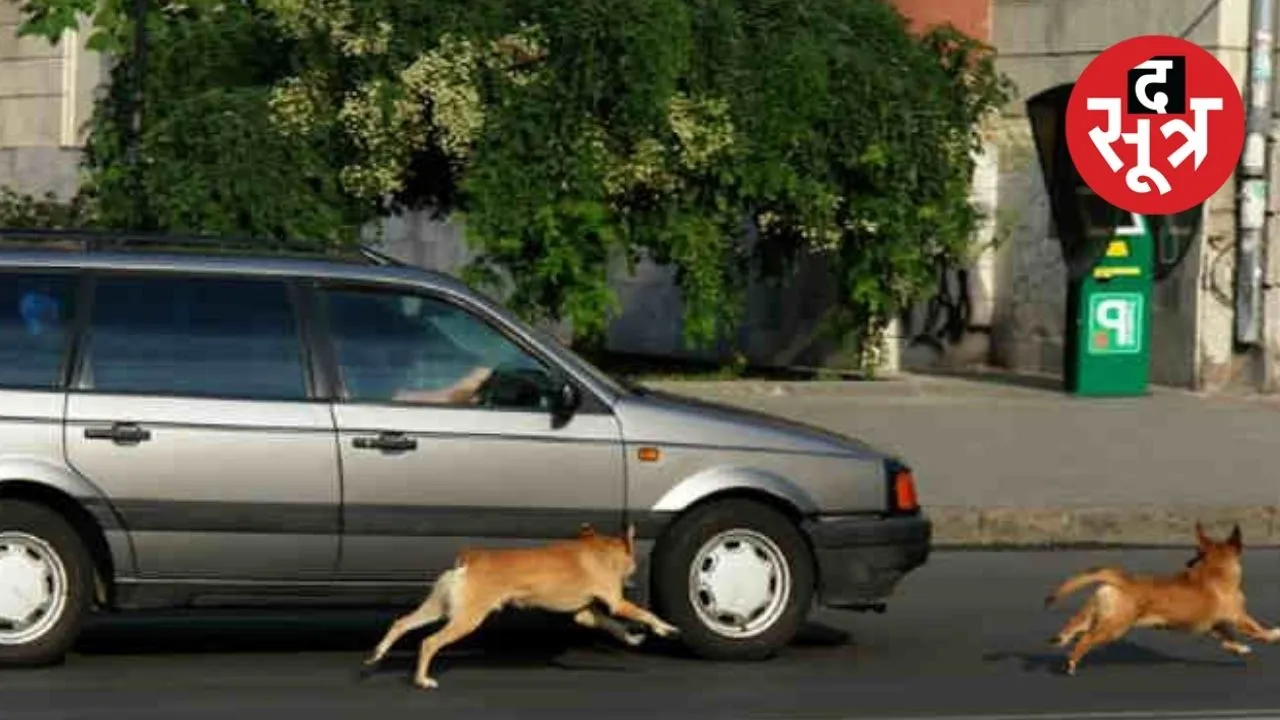 dogs run behind vehicles 