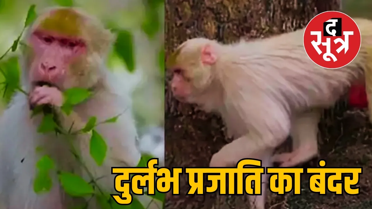 albino monkey