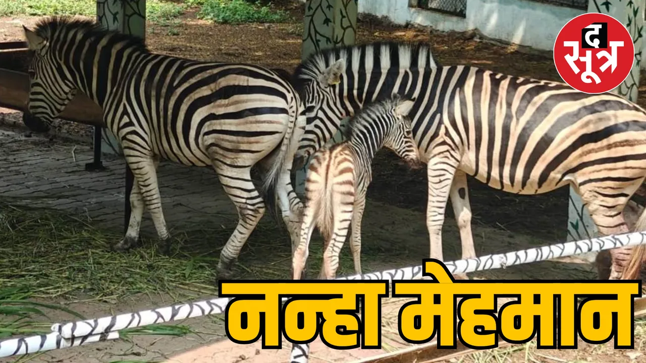 MP Indore Zoo African zebra born first time