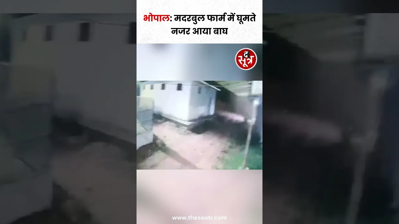 Bhopal के मदरबुल फार्म में घूमते हुए एक बाघ CCTV कैमरे में हुआ कैद #shorts