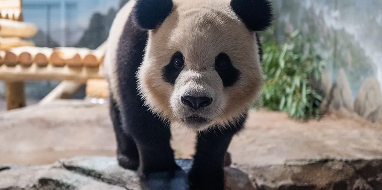  'Panda express' delivers pandas from China to the US