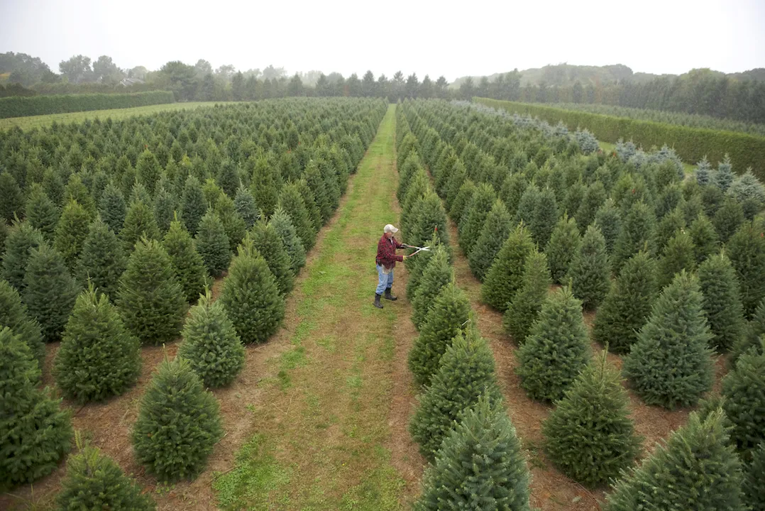  120 million trees are cut down every Christmas across the world, leading to large scale deforestation and CO2 release