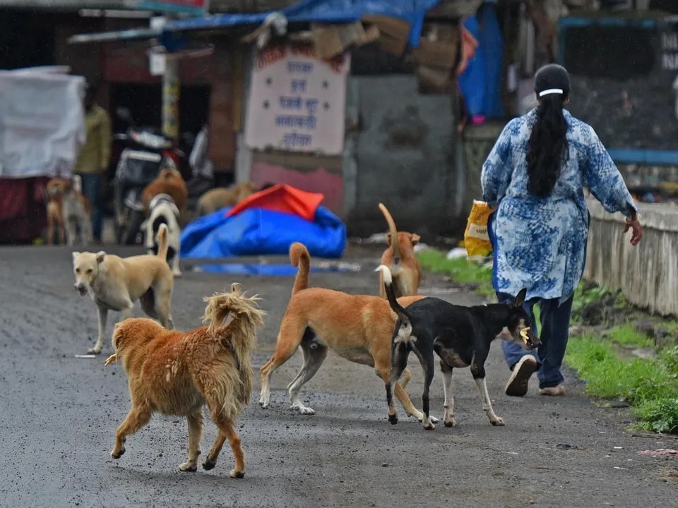  Municipal Corporation of Delhi to remove stray dogs from G20 meeting sites