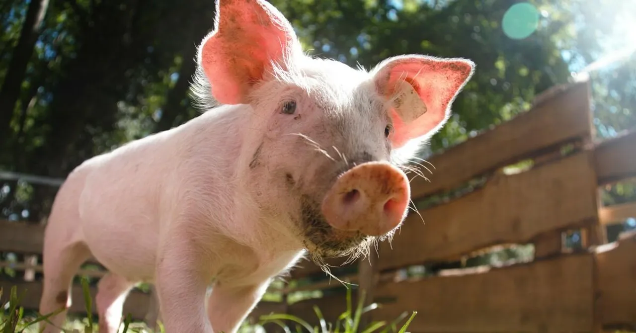  Human kidney in pig; will scientists pull it off?