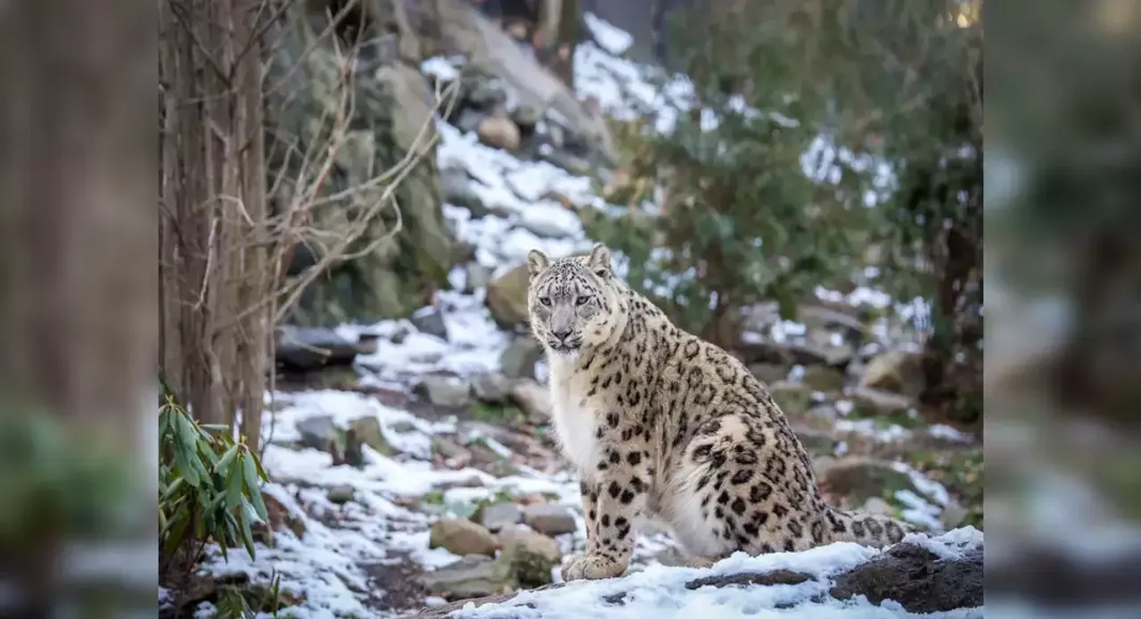 India's first-ever scientific exercise discovers 718 snow leopards, Ladakh boasts highest population